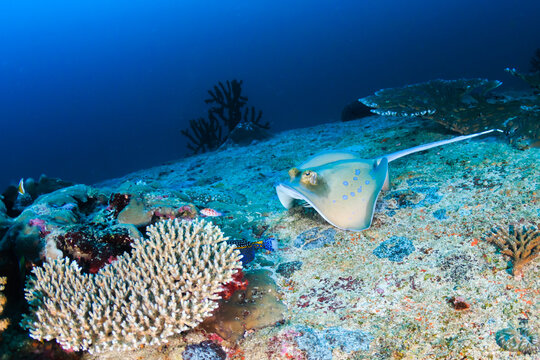 Kuhl's Stingray on a dark coral reef
