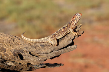 Central Netted Dragon basking on log