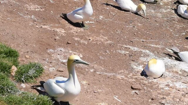 Closeup of white Gannet bird colony nesting on cliff on Bonaventure Island in Perce, Quebec, Canada by Gaspesie, Gaspe region with one morus taking off