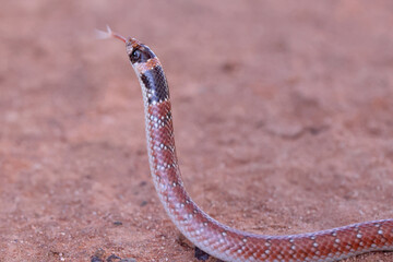 Australian Coral Snake flickering it's tongue