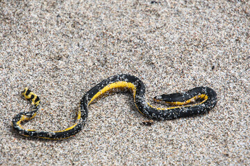 Yellow sea snake at the beach in Costa Rica