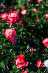 縦に並んだ紅白のバラの花