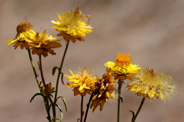 Yellow Paper Daisies in flower