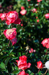 縦に並んだ紅白のバラの花
