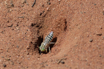 Wasp digging hole