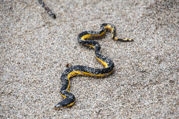 Yellow sea snake at the beach in Costa Rica