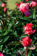 ピンクのバラの花　縦