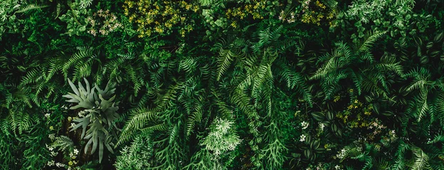 Papier Peint photo Herbe texture de feuille verte abstraite, feuillage de feuilles tropicales nature fond vert foncé