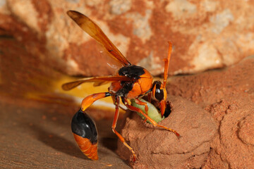 Female Orange Potter Wasp depositing caterpillar in mud nest chamber to feed her larvae on hatching