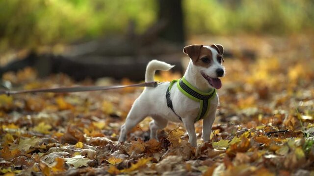 funny small dog in autumn park, jack russell puppy is dressed pet harness and leash, standing on yellow dry foliage