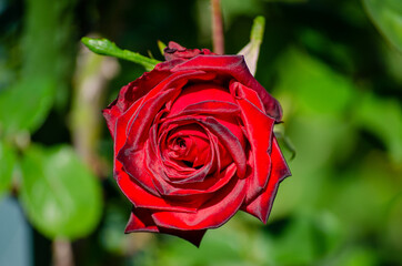 真っ赤なバラの花