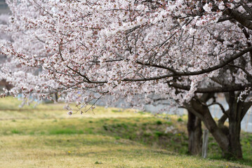 Cherry blossom in a park
