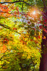 紅葉したカエデの葉