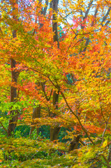 紅葉したカエデの葉