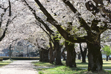 Fototapeta na wymiar Cherry blossom in a park
