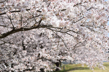 Cherry blossom in a park