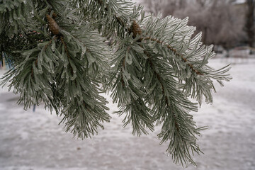 trees and spruce in winter