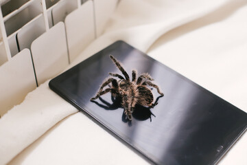big spider on tablet. Exploring possory. Distance learning of the zoology of home during quarantine of coronavirus