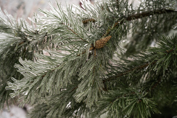 trees and spruce in winter