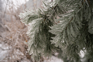 trees and spruce in winter