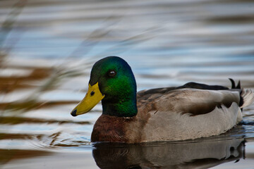 2020-11-19 CLOSE UP OF A BRIGHT COLORED MALE MALLARD DUCK SWIMMING ALONE