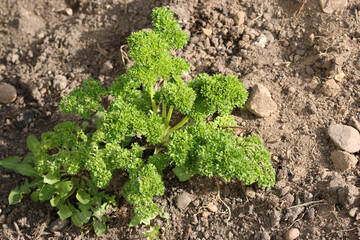 Herb parsley growing in soil