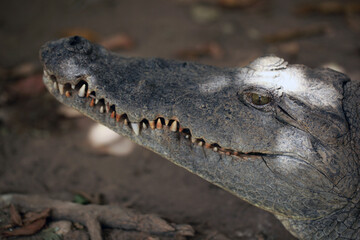 closeup nature  -  photography of a big crocodile head, with mouth open, outdoors on a sunny day in Katchikally, Gambia, Africa