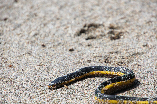 Yellow sea snake at the beach in Costa Rica