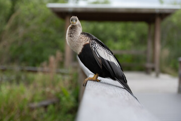 Anahinga Bird Turns Face Toward Camera