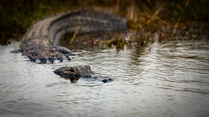Alligator Keeps Eyes Above Dark Water
