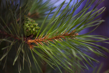 Naklejka na ściany i meble unfocused pine brunch with green cone and blue sky background close up. Merry Christmas and Happy Holidays greeting card, frame, banner. New Year.