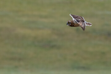 Yellow Eye of Short Eared Owl Flying