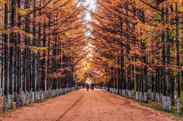 Golden Avenue-Autumn Landscape of Baimu Garden in Changchun, China