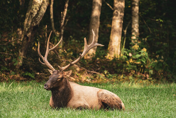 Naklejka na ściany i meble Bull Elk Sits In Grass with Eyes Closed