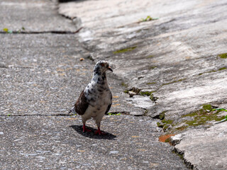 Pigeon, Species of Birds in the family Columbidae (order Columbiformes) Standing on Asphalt at Day