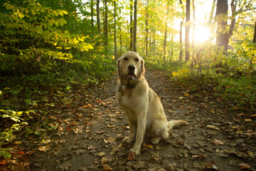 Handsome Goldador in Fall Forest