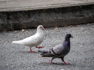 Two Pigeons, Species of Birds in the family Columbidae (order Columbiformes) and White Domestic Pigeon, the Symbol Known as the “Dove of Peace” Walking on Asphalt at Day