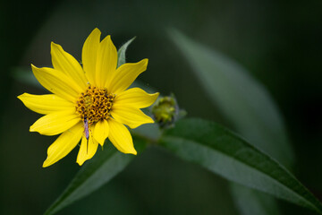 Beautiful Yellow Daisy on Green Background