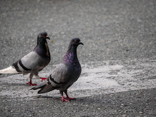 Two Pigeons, Species of Birds in the family Columbidae (order Columbiformes) Walking on Asphalt at Day