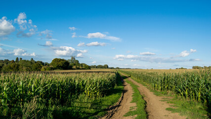 Fototapeta na wymiar Large corn field with with a farm road in the middle and beautiful day sky in background