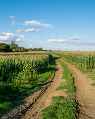 Fototapeta na wymiar Large corn field with with a farm road in the middle and beautiful day sky in background