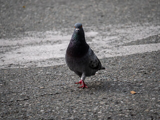 Pigeon, Species of Birds in the family Columbidae (order Columbiformes) Walking on Asphalt at Day