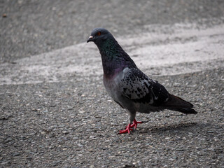 Pigeon, Species of Birds in the family Columbidae (order Columbiformes) Walking on Asphalt at Day