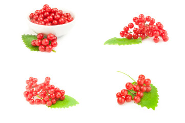 Collage of viburnum opulus on a white background