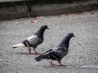 Two Pigeons, Species of Birds in the family Columbidae (order Columbiformes) Walking on Asphalt at Day