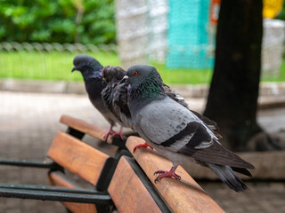 Various Pigeons, Species of Birds in the family Columbidae (order Columbiformes) Standing on top of a Park Bench