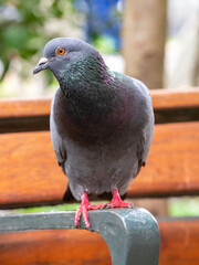 Pigeon, Species of Birds in the family Columbidae (order Columbiformes) Standing on top of a Park Bench