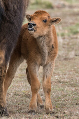Fototapeta premium Bison Calf