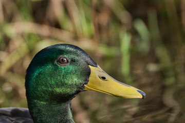  2020-11-19 A CLOSE UP PROFILE SHOT OF A COLORFUL MALE MALLARD DUCK