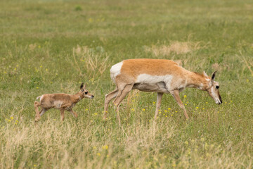 Pronghorn mother and baby
